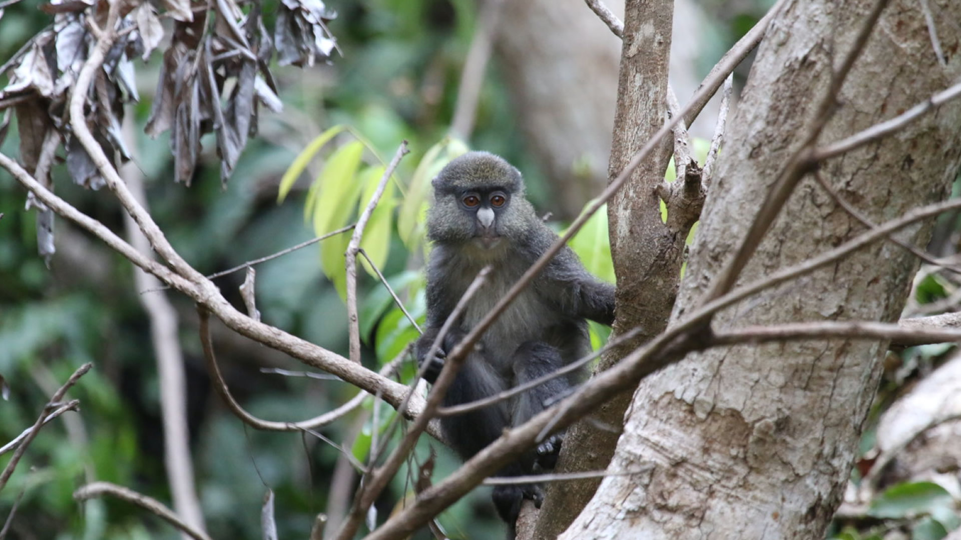 gombe national park