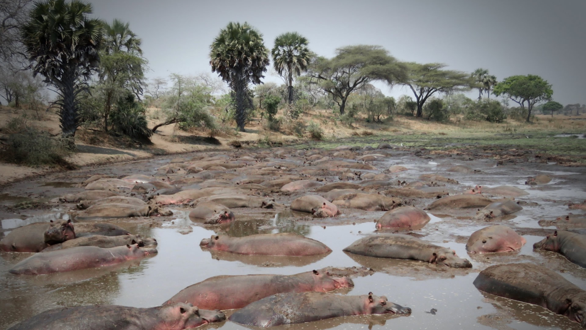 katavi national park