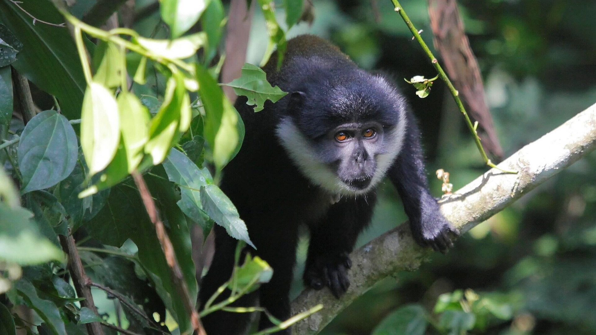 kibale forest national park