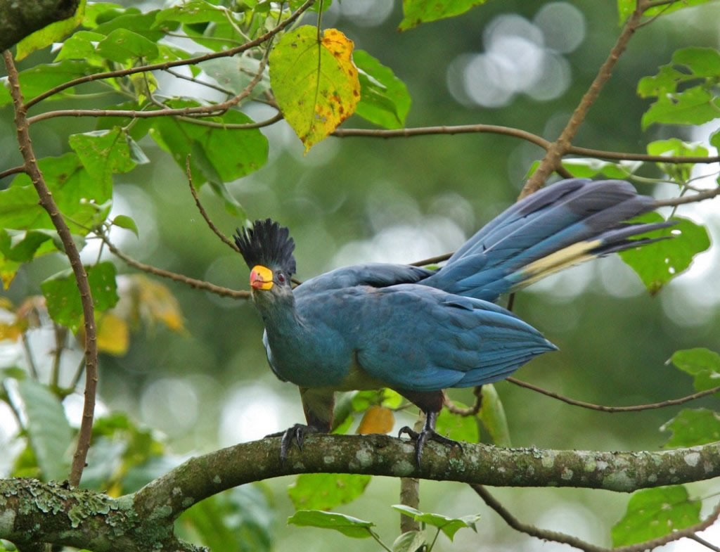 kibale forest national park