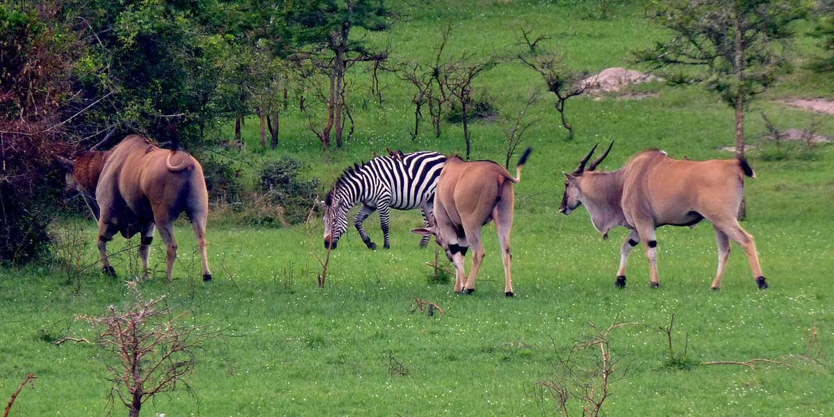 lake mburo national park