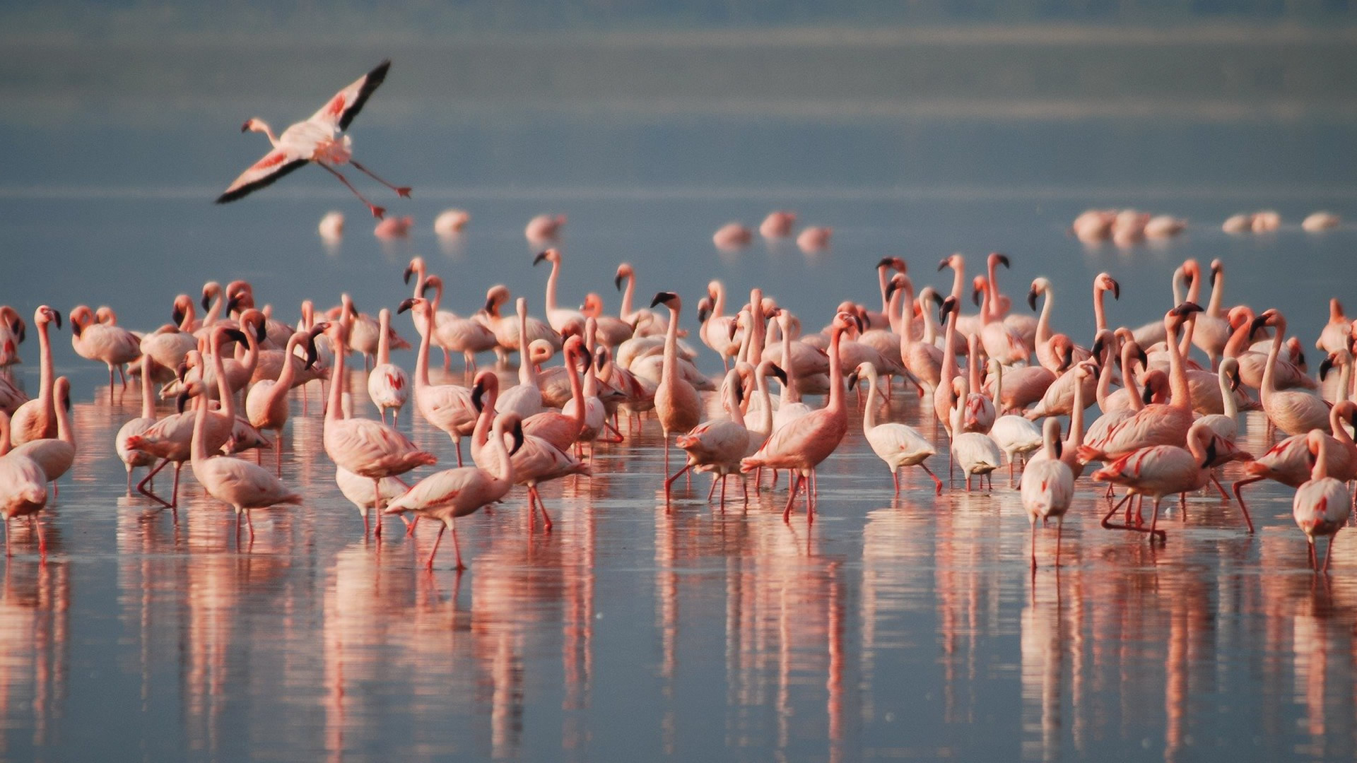 lake nakuru national park