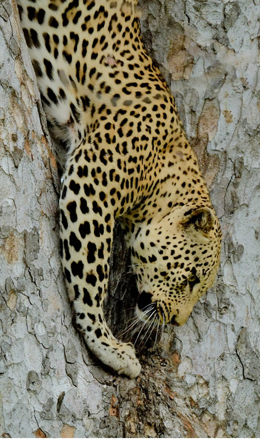 maasai mara game reserve