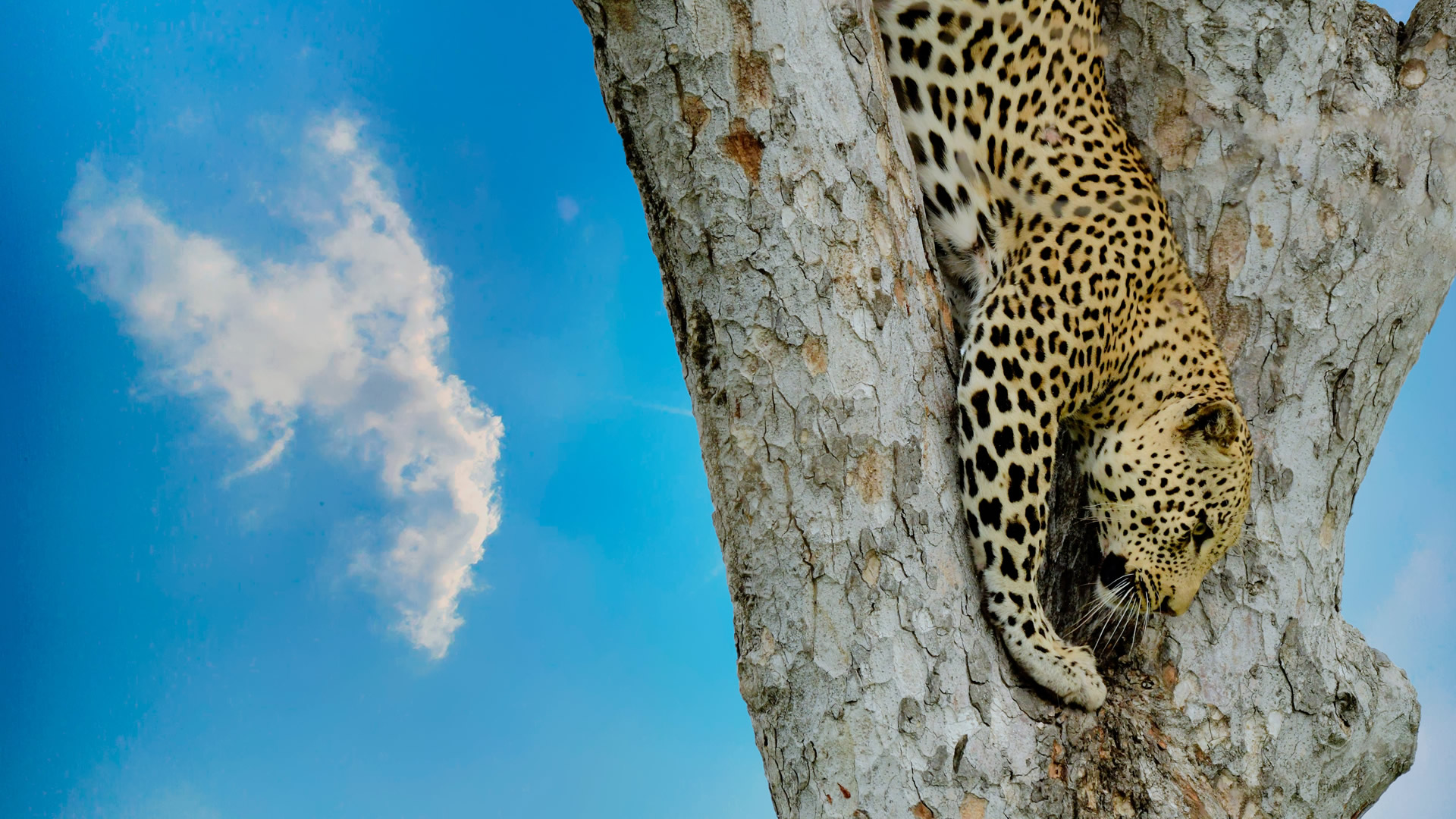 maasai mara game reserve