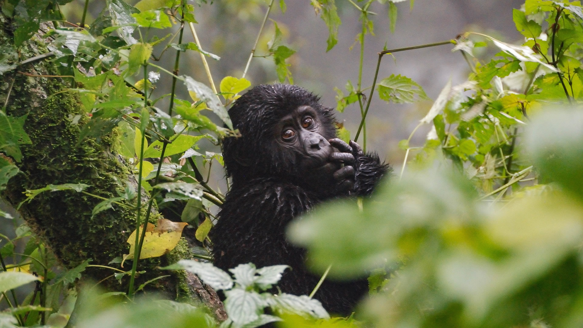 mgahinga gorilla national park