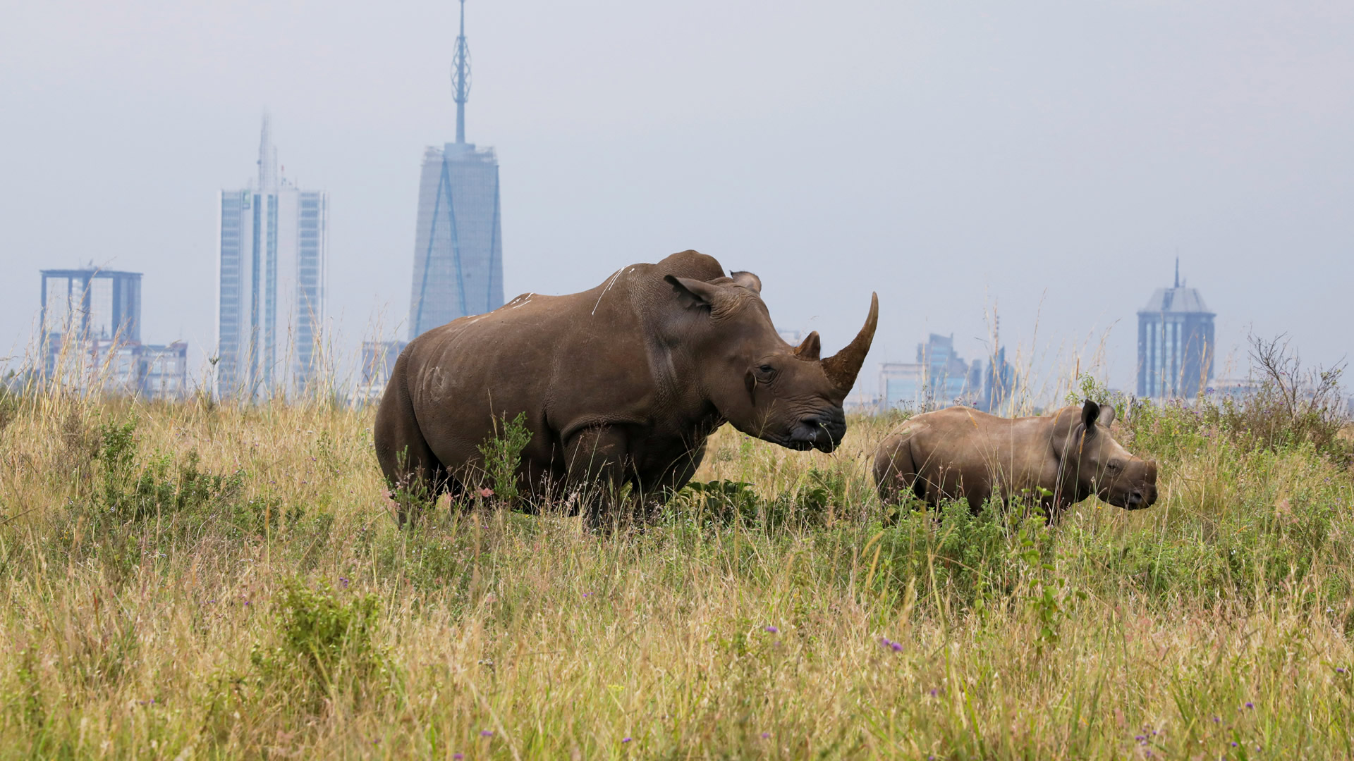 nairobi national park