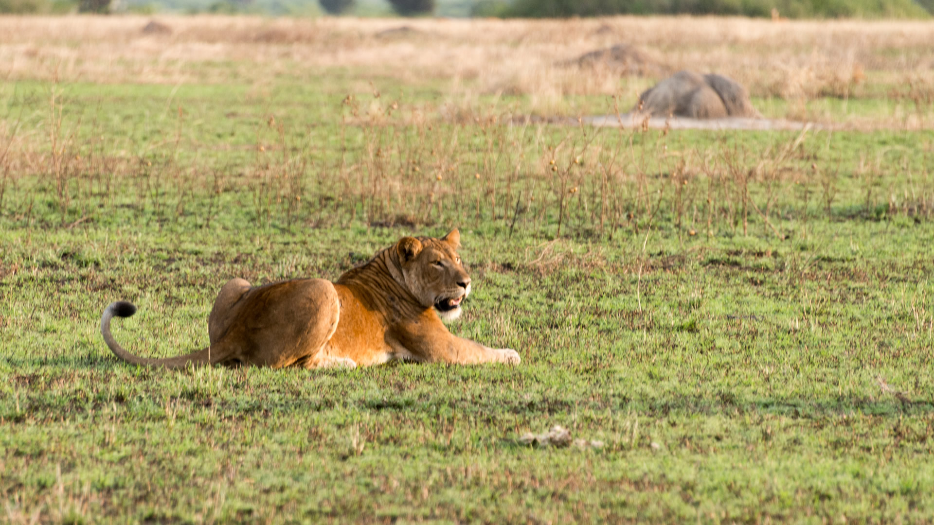 queen elizabeth national park