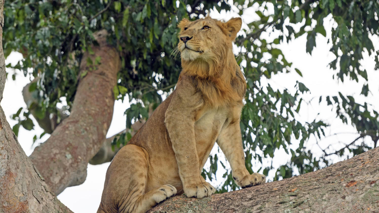 queen elizabeth national park