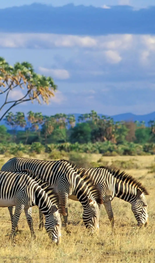 samburu national reserve