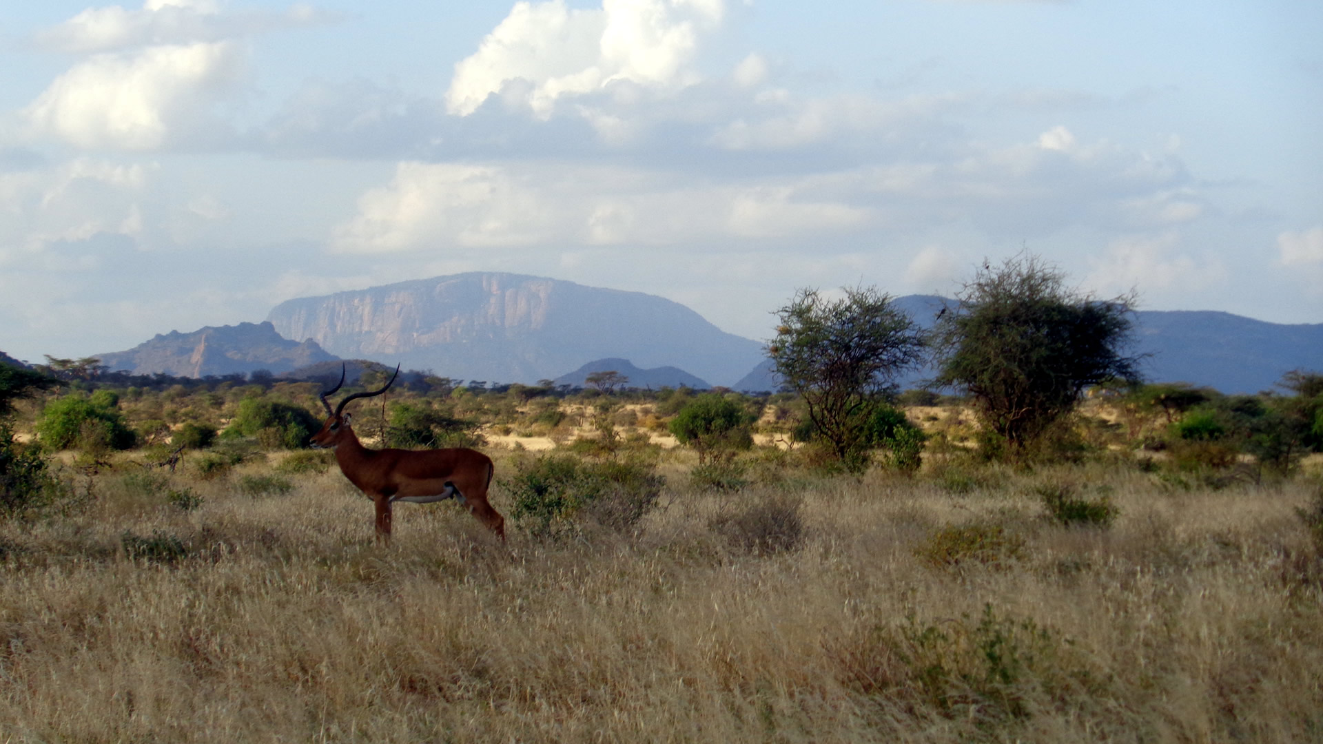 samburu national reserve