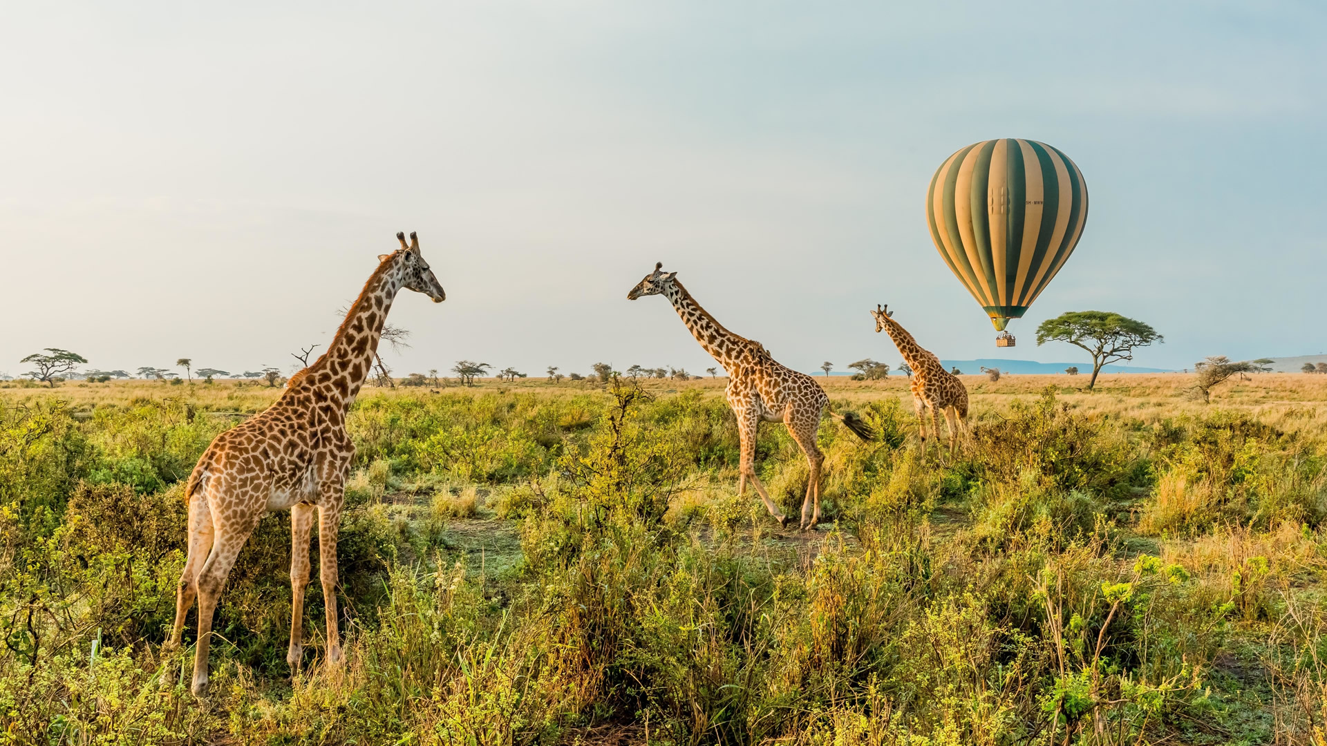 serengeti national park