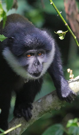 kibale forest national park