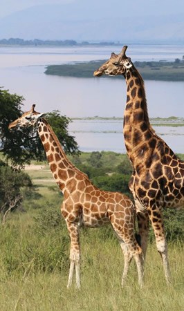 murchison falls national park