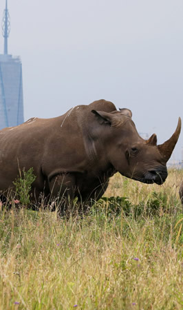 nairobi national park