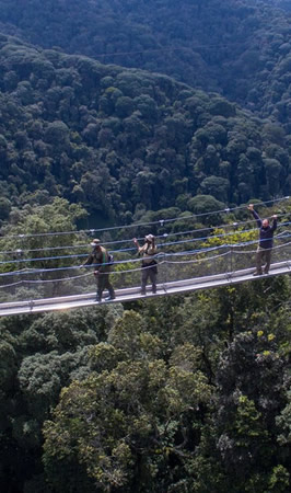 nyungwe forest national park