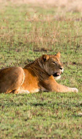 queen elizabeth national park