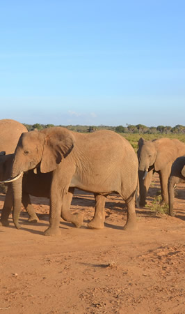 samburu national reserve