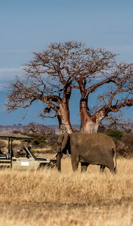 tarangire national park