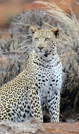 tsavo east national park