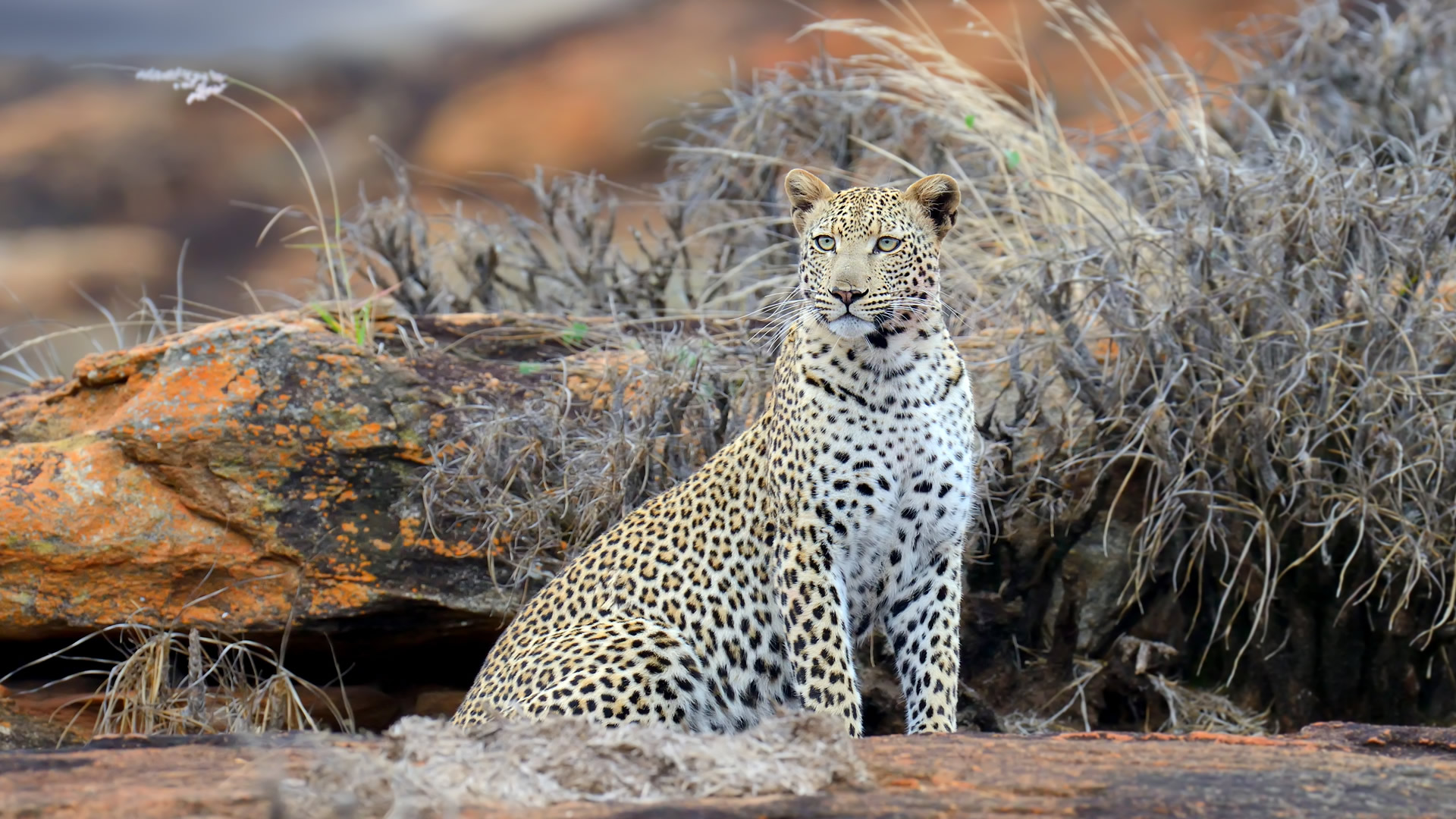 tsavo east national park