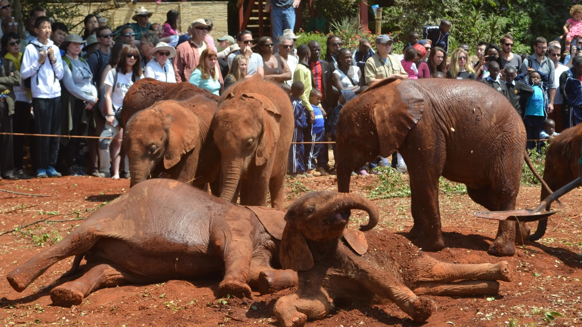 nairobi national park & david shedricks elephant orphanage