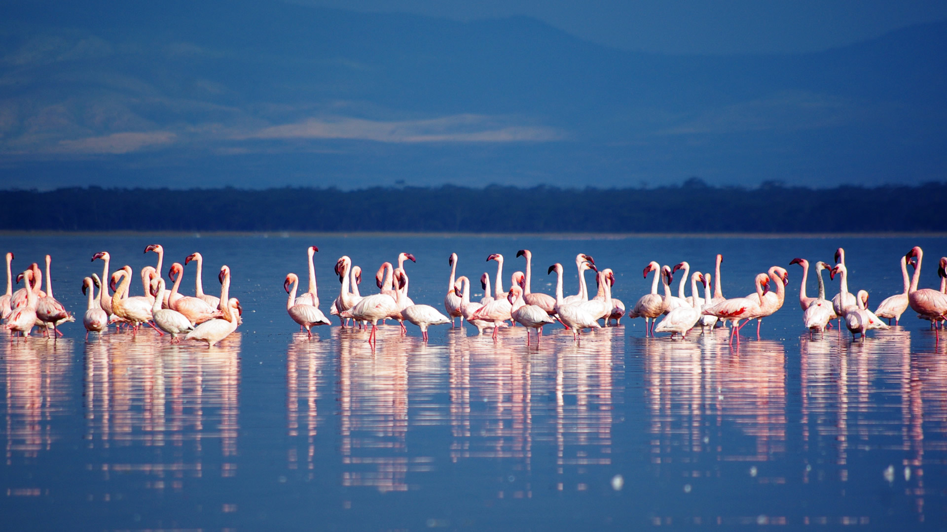 daytrip to lake nakuru