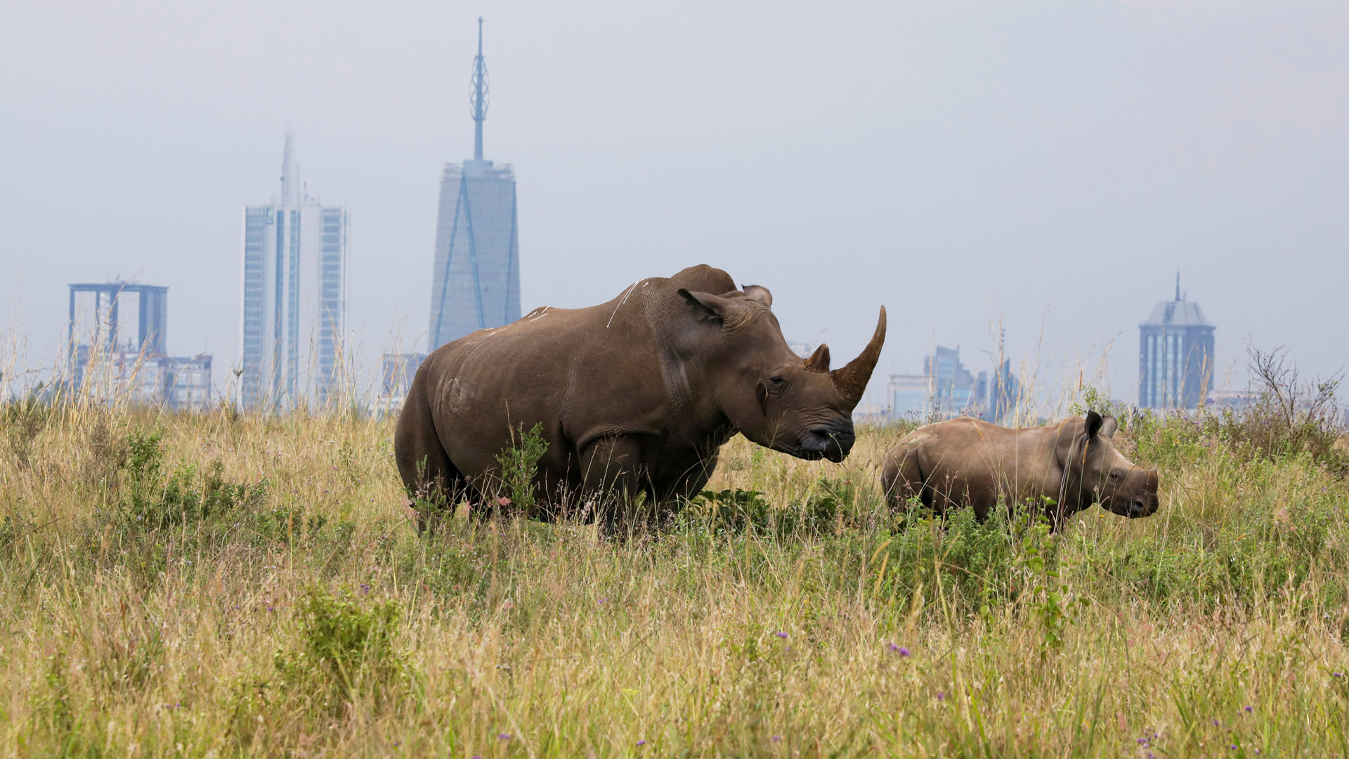 nairobi full day city tour