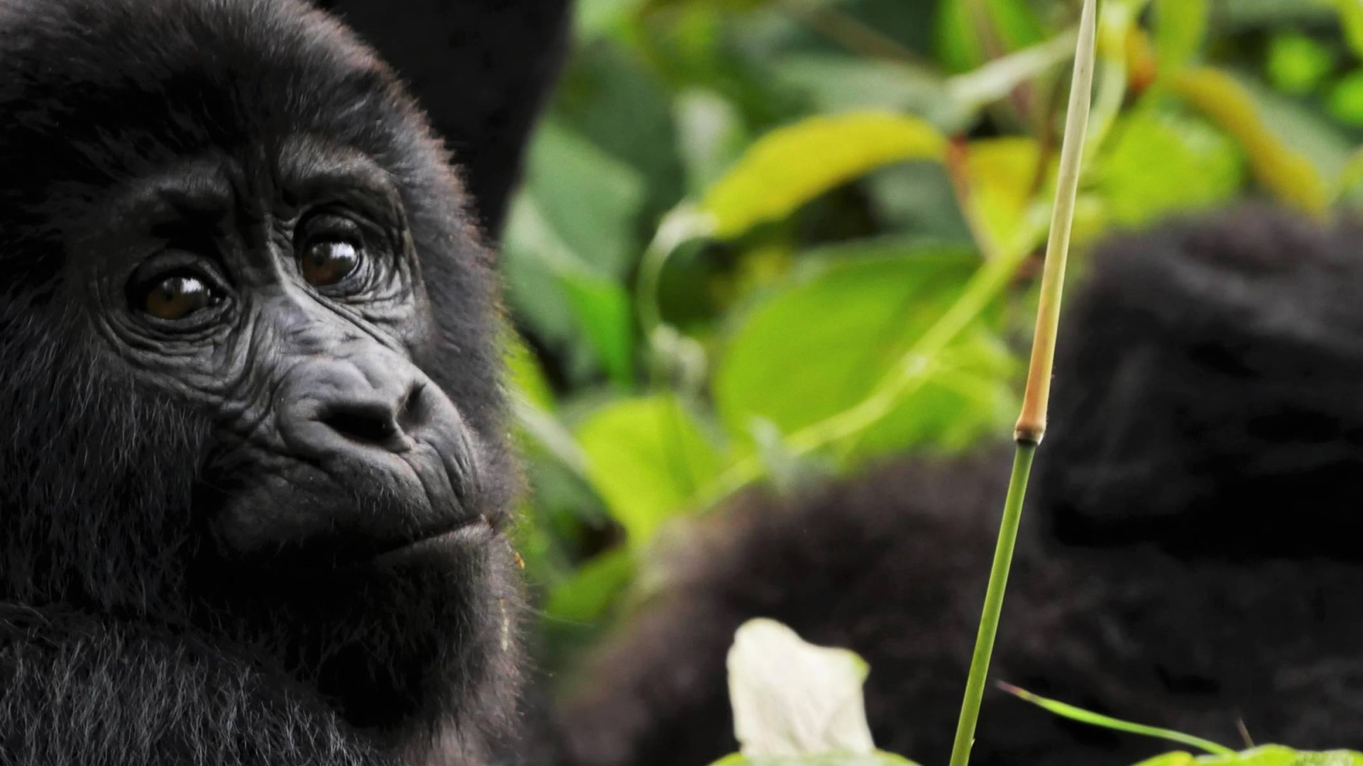 13 Nights Wildlife and Gorilla Safari