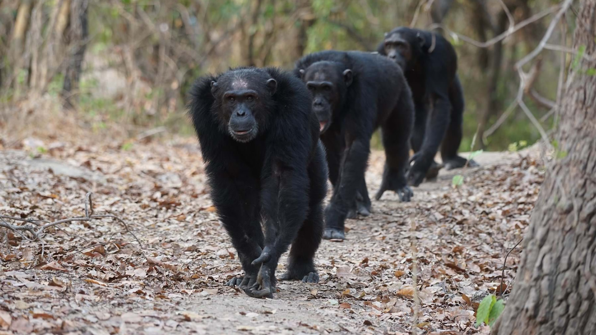 8 nights tanzania wildlife and chimps