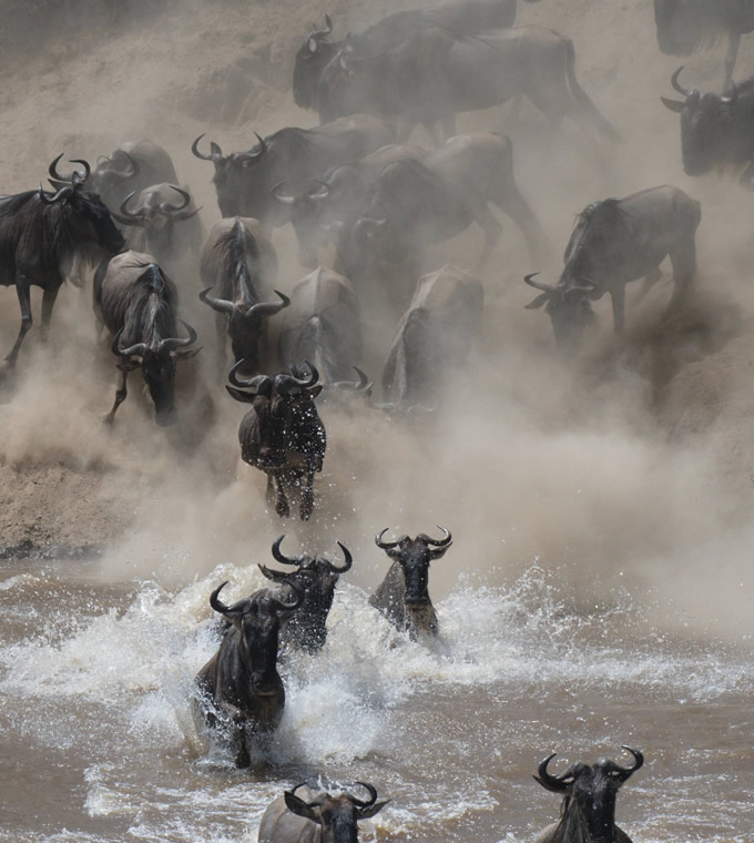 the wildebeest migration wildbeest migration